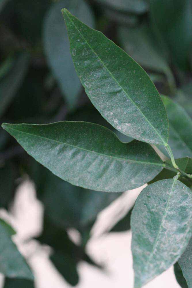              Shade leaves (Riverside, CA)       